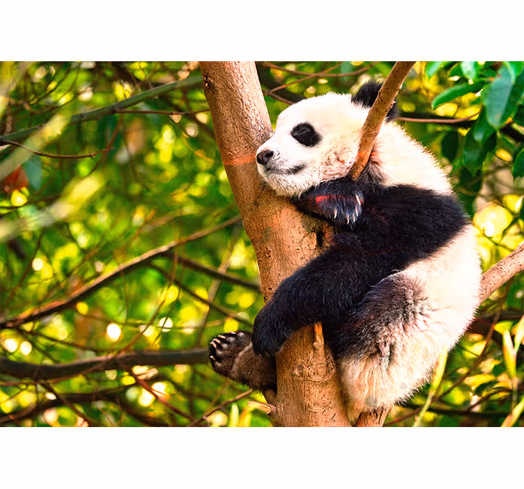 Ontspannende pandawelp foto behang dieren - TenStickers