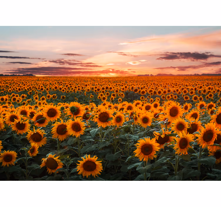 Zonnebloemweide schemering bloemen foto behang - TenStickers