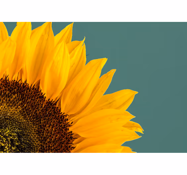 Bloemen foto behang zonnebloem close-up - TenStickers