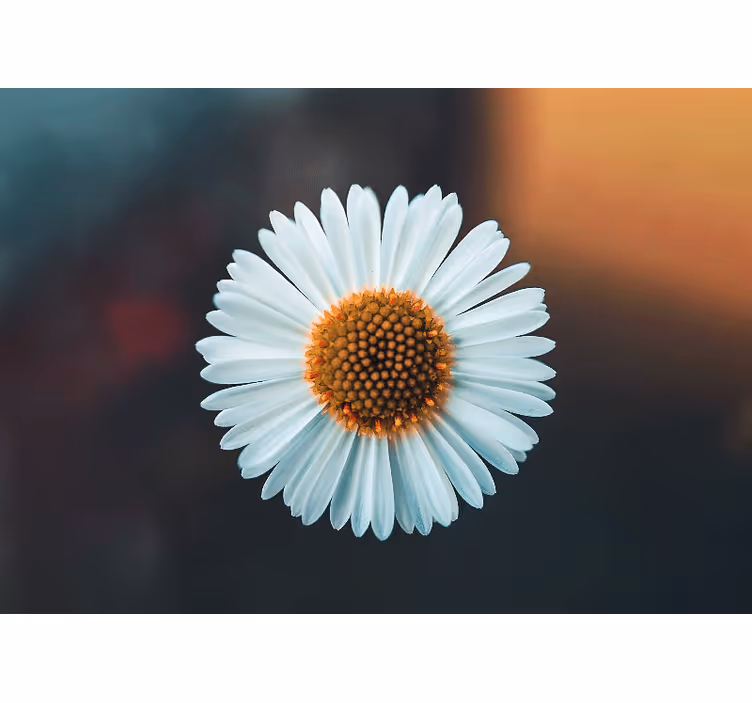 Bloemen foto behang daisy bloemenontwerp - TenStickers