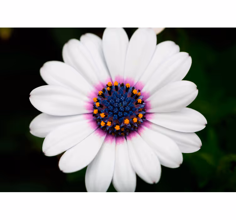 Bloemen foto behang witte bloesem bloemen - TenStickers