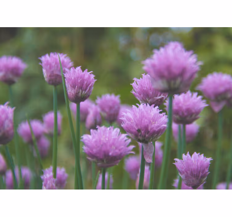 Bloemen foto behang bieslook bloeiende cluster - TenStickers