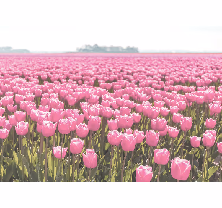 Fotobehang klaprozen roze tulpenvelden - TenStickers
