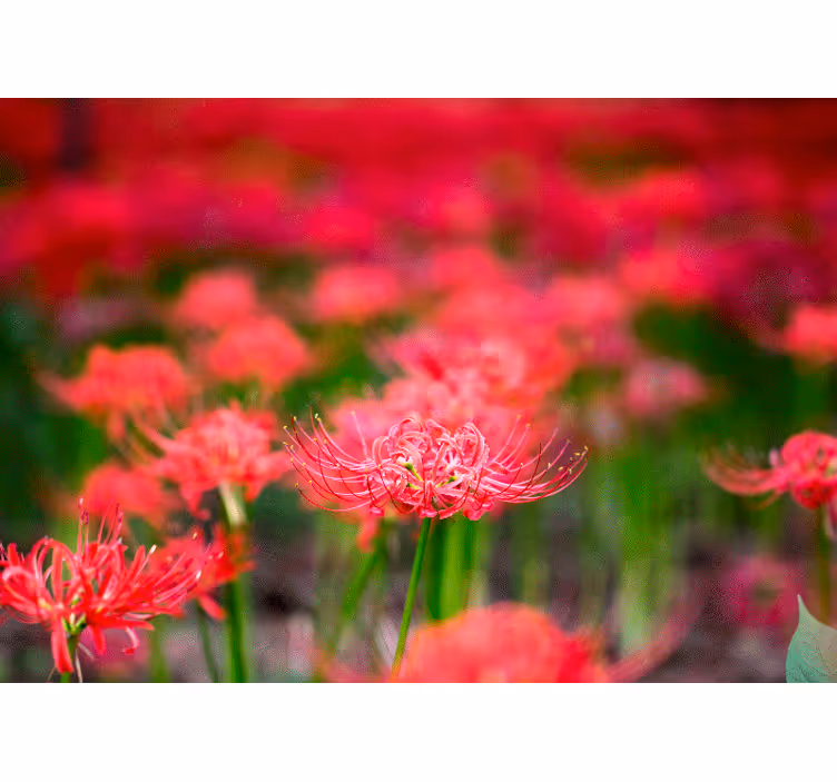 Fotobehang klaprozen levendige scharlaken bloemen - TenStickers