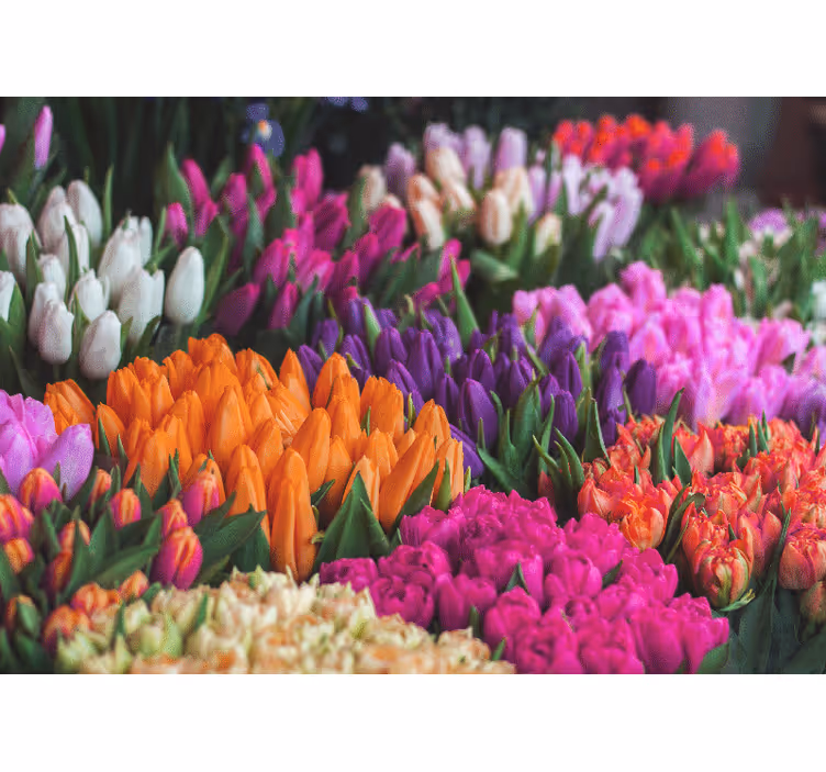Bloemen foto behang tulpen tuin display - TenStickers