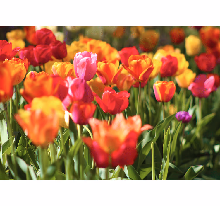 Bloemen foto behang vibrant tulpenveld - TenStickers