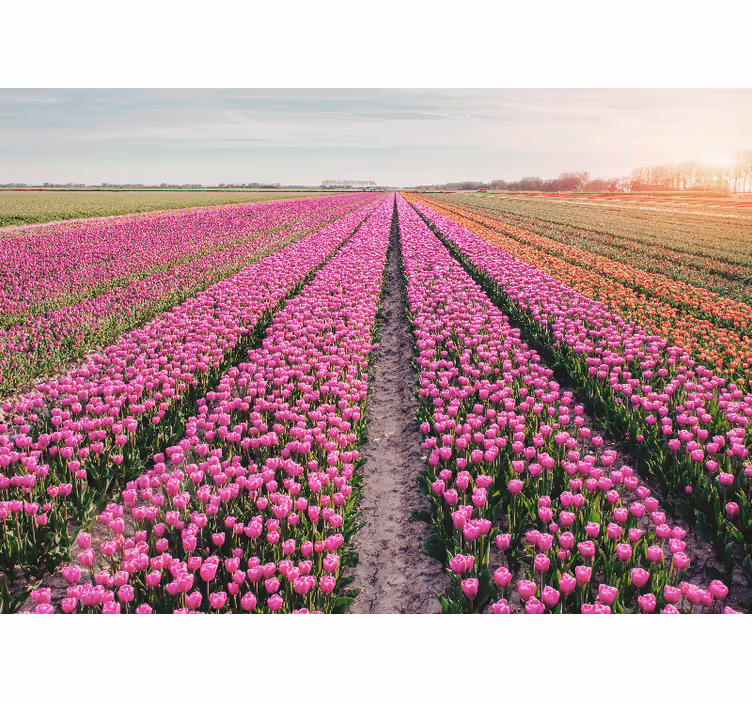 Bloemen foto behang tulpenweide landschap - TenStickers