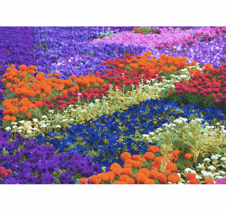 Kleurrijk veld fotobehang bloemen - TenStickers