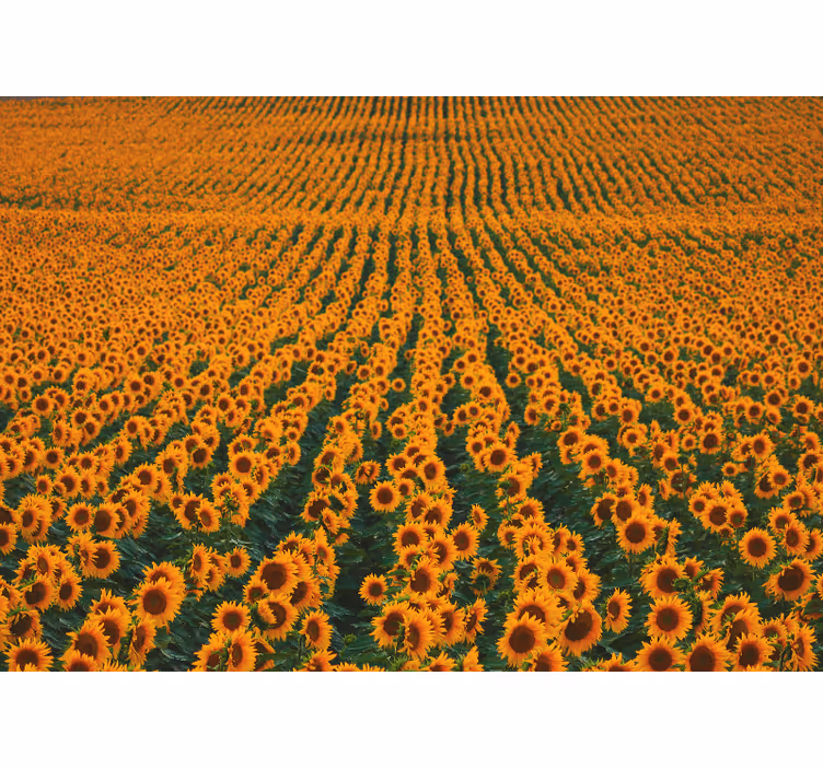 Bloemen foto behang zonnebloemenweide - TenStickers