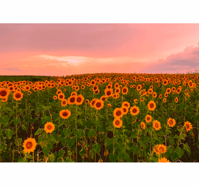 Bloemen foto behang stralend zonnebloemveld - TenStickers