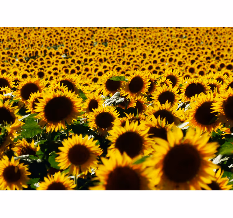 Bloemen foto behang zonnebloemenweide bloei - TenStickers