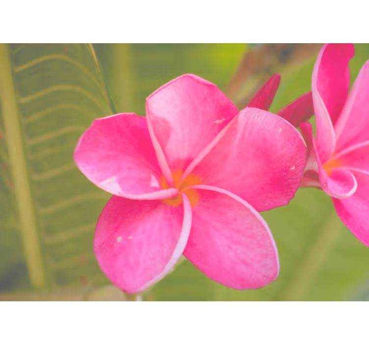 Bloemen foto behang roze bloemen accent - TenStickers