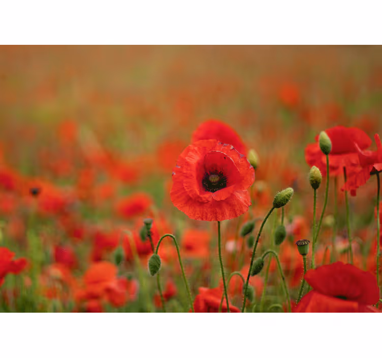 Fotobehang klaprozen levendige klaprozenbloesems - TenStickers