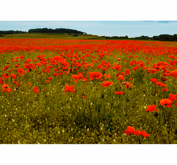 Fotobehang klaprozen vrolijk poppy field - TenStickers