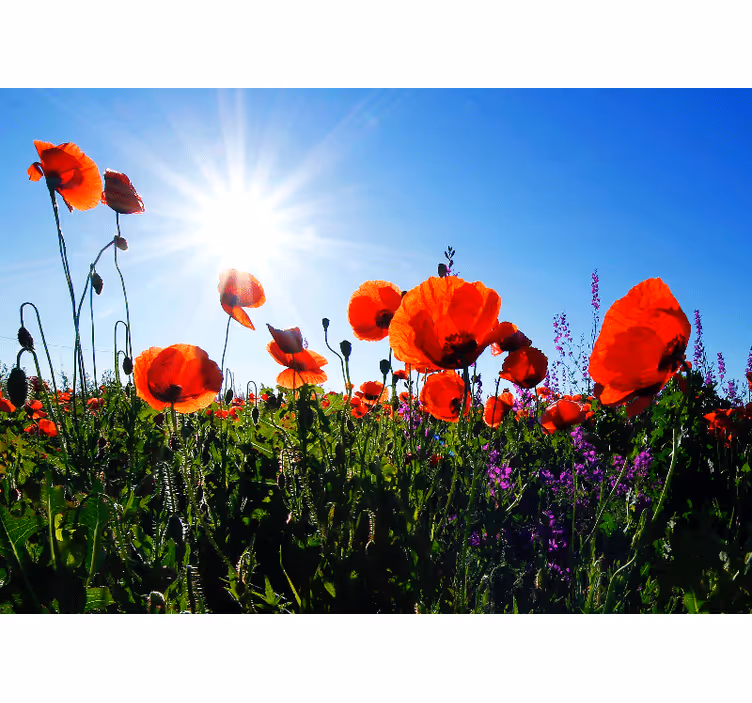 Fotobehang klaprozen zonnig klaprozenveld - TenStickers