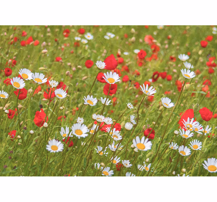 Bloemen foto behang levendig bloemenveld - TenStickers