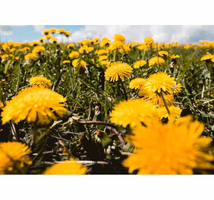 Fotobehang paardenbloem veldzicht - TenStickers