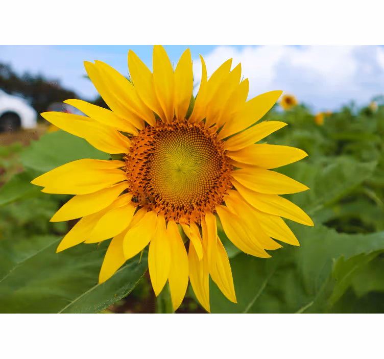Bloemen foto behang zonnebloem bloeiende schoonheid - TenStickers