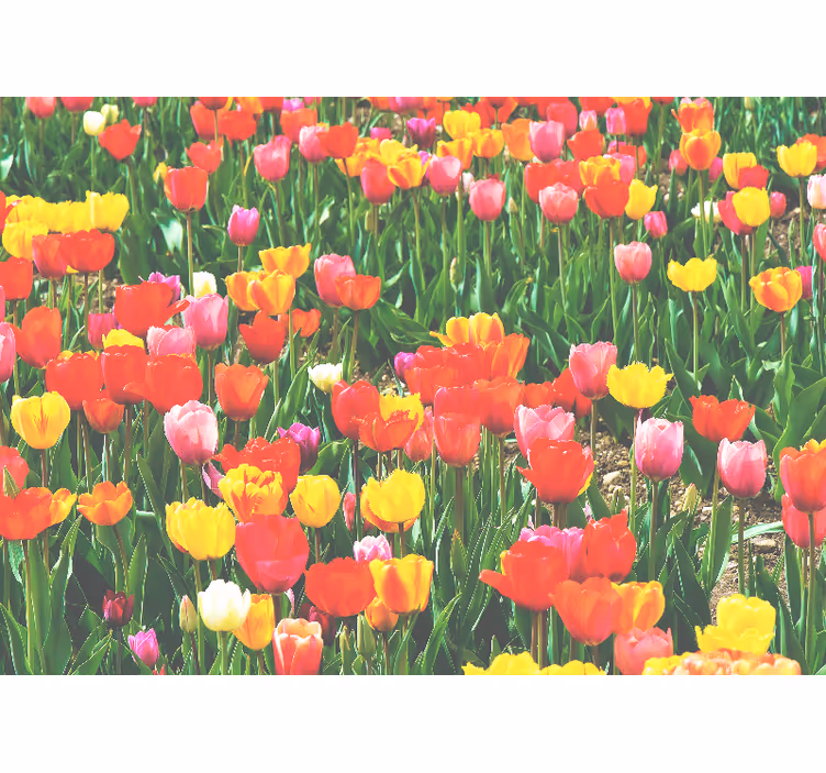 Bloemen foto behang tulpenveld in bloei - TenStickers
