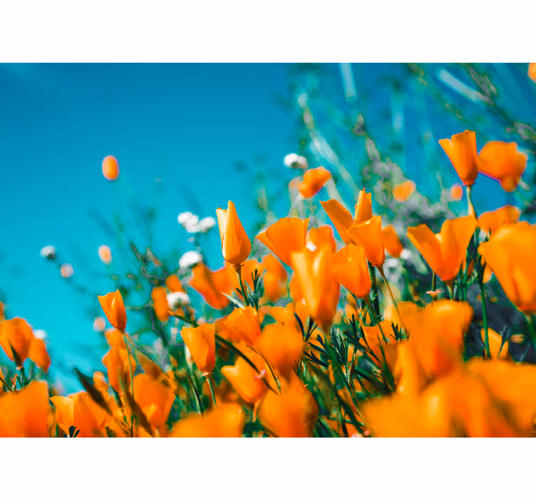 Bloemen foto behang gouden klaproos bloesems - TenStickers