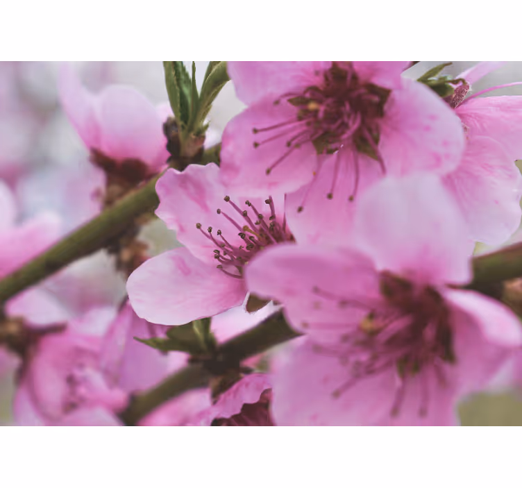 Fotobehang klaprozen stralende roze bloemen - TenStickers