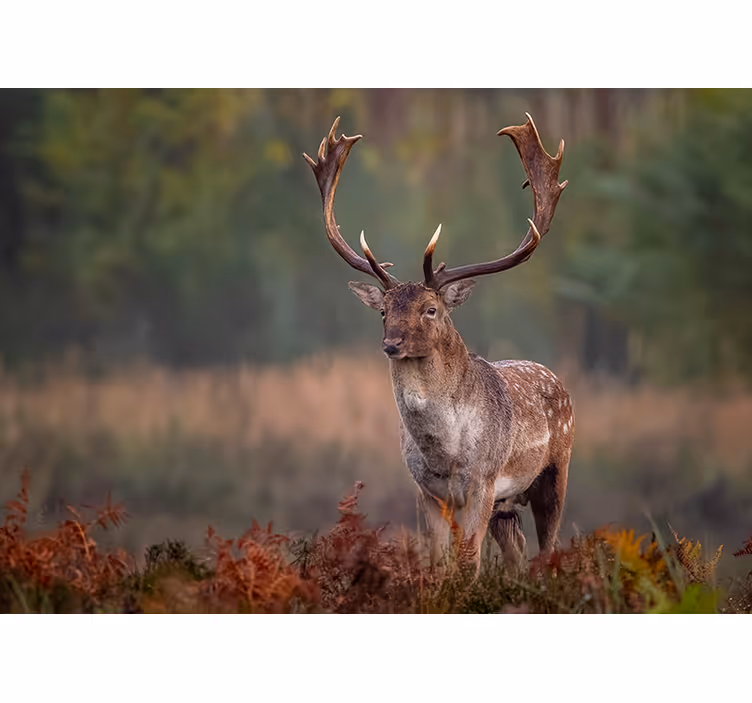 Foto behang dieren majestueuze herten aanwezigheid - TenStickers