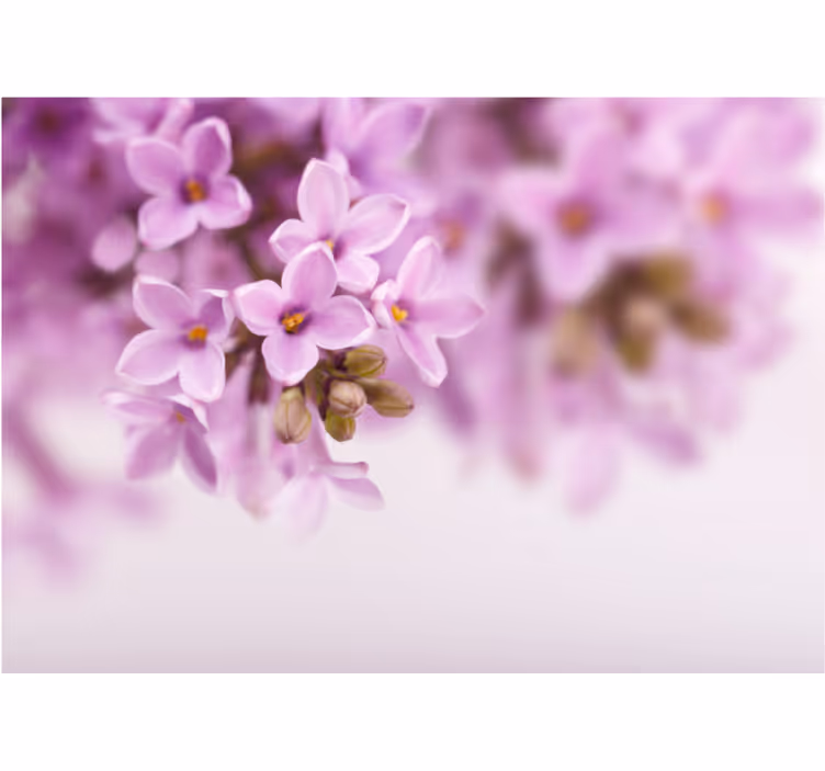 Bloemen foto behang delicate lila bloesems - TenStickers