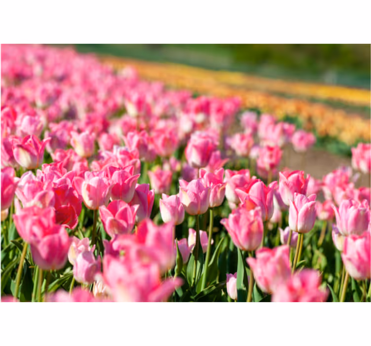 Levendig bloeiend veld fotobehang tulpen - TenStickers
