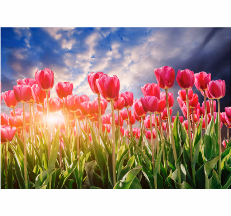 Bloemen foto behang stralend tulpenveld - TenStickers