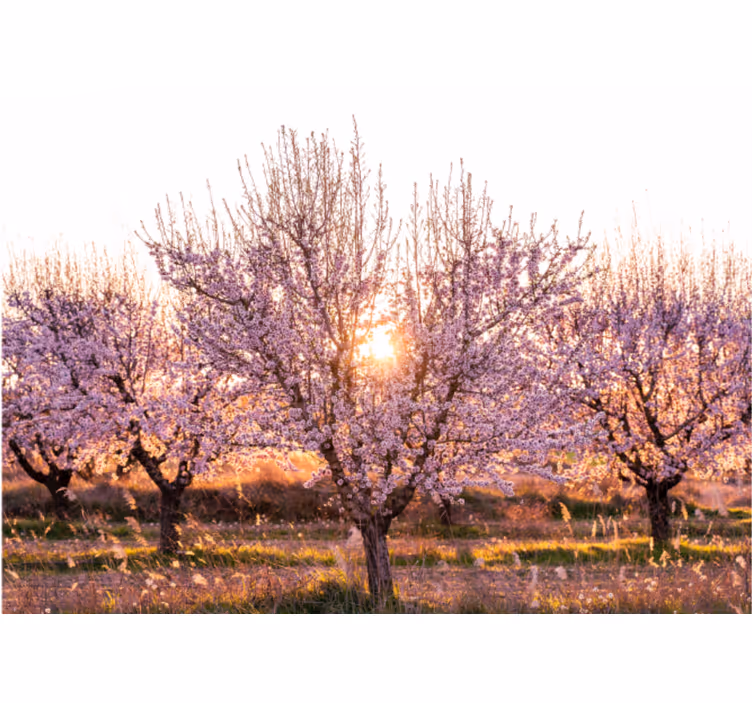Bloemen foto behang bloeiende kersenbomen - TenStickers