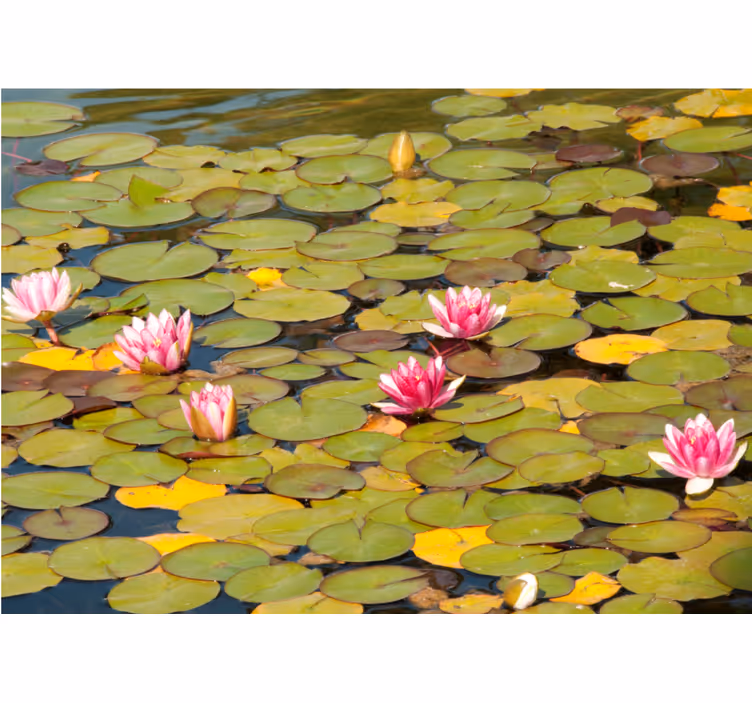 Bloemen foto behang waterlelies in bloei - TenStickers