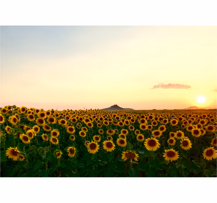 Bloemen foto behang zonnebloemenveld schemering - TenStickers