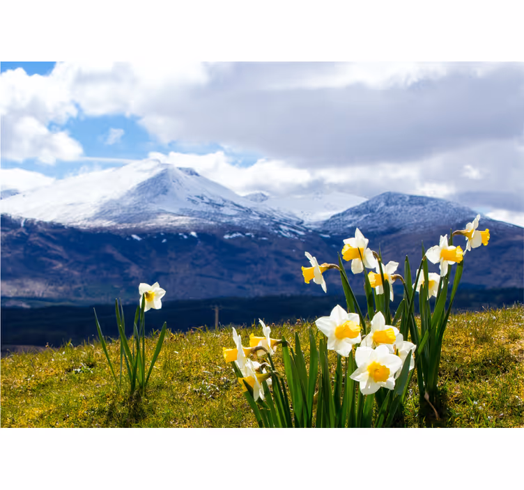 Bloemen foto behang narcissen op bergen - TenStickers