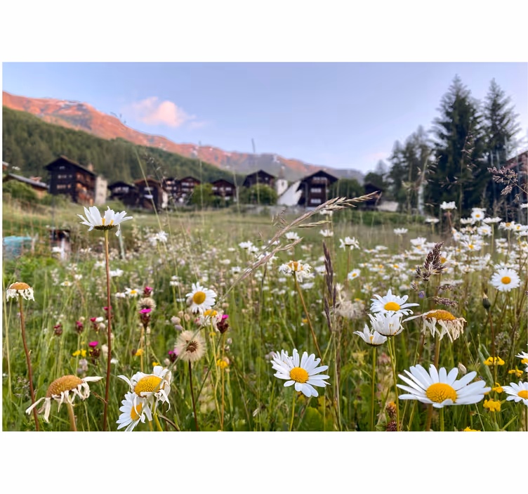 Bloemen foto behang bloemend weidelandschap - TenStickers