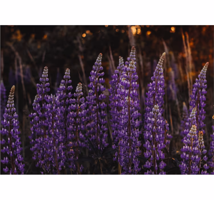 Bloemen foto behang paarse bloemenvelden - TenStickers