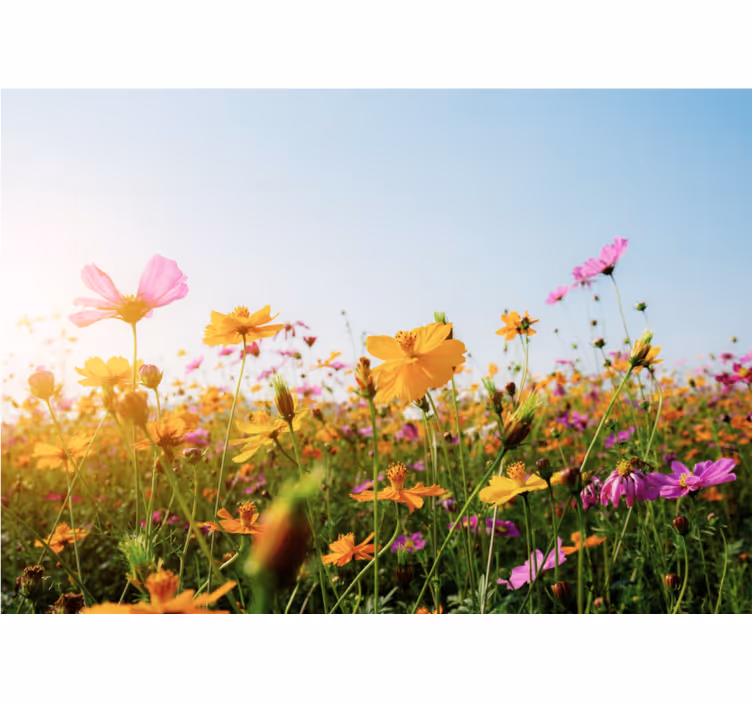 Bloemen foto behang kleurrijke bloeiende flora - TenStickers