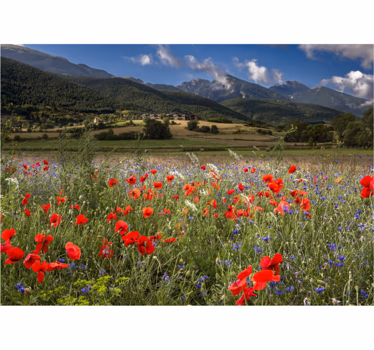 Bloemen foto behang klaproosweide uitzicht - TenStickers