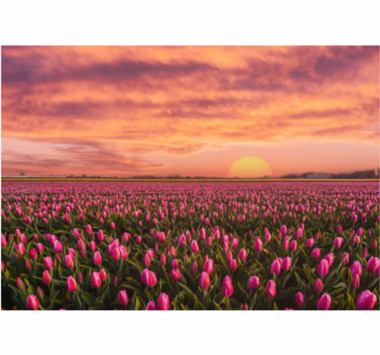 Bloemen foto behang tulpenveld bij zonsondergang - TenStickers