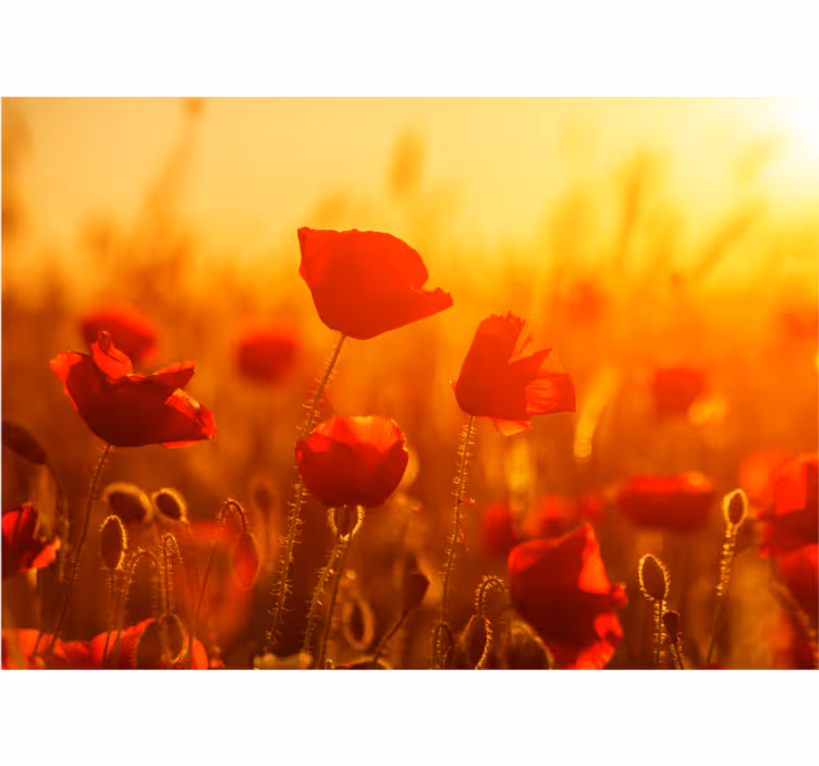 Fotobehang klaprozen zonsopgang op het veld - TenStickers