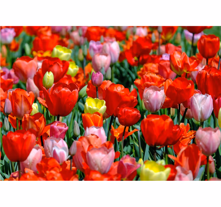 Bloemen foto behang kleurrijke tulpweide - TenStickers