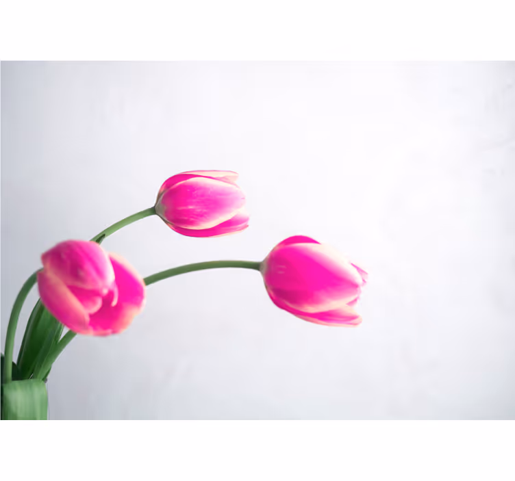 Fotobehang klaprozen in bloei van roze tulpen - TenStickers