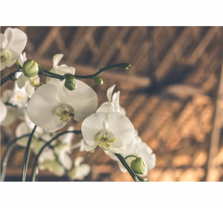 Fotobehang orchideeën elegante orchideeënbloesems - TenStickers