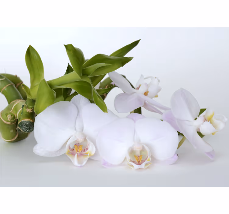 Fotobehang orchideeën elegante orchideeën arrangering - TenStickers