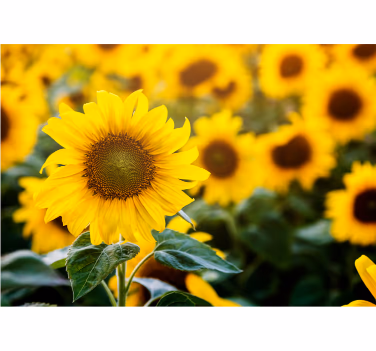 Bloemen foto behang zonnebloemveld bloei - TenStickers