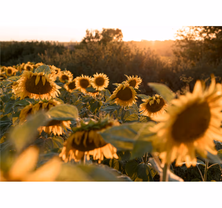 Bloemen foto behang zonnebloemveld sereniteit - TenStickers