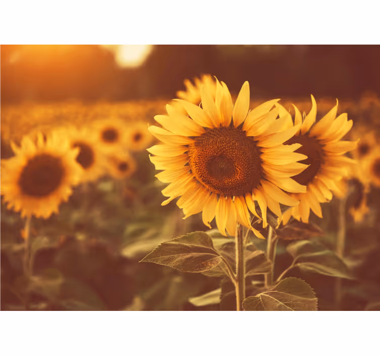 Bloemen foto behang zonnebloemvelden - TenStickers
