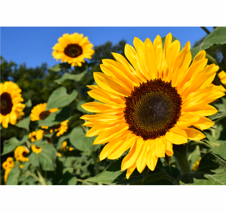 Bloemen foto behang zonnebloem schoonheid - TenStickers