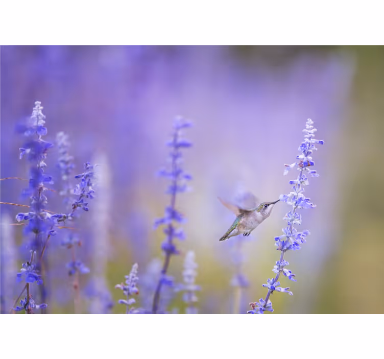 Bloemen foto behang kolibrie en bloemen - TenStickers