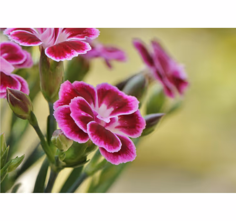 Fotobehang klaprozen bloemenpracht - TenStickers
