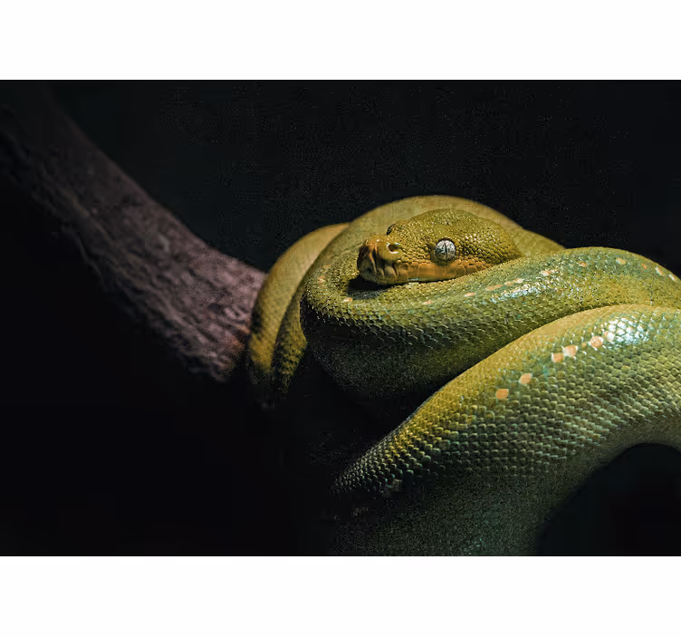 Foto behang dieren smaragdgroene python - TenStickers